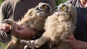 twee-zeldzame-oehoes-maken-nest-in-burgers-zoo