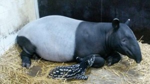 De-pasgeboren-tapir-en-zijn-moeder