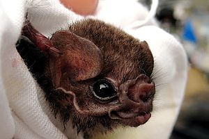 Hairy-legged_vampire_bat,_Diphylla_ecaudata_(closeup)