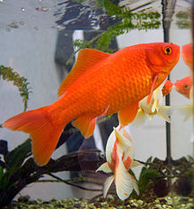 220px-Goldfish3