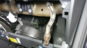 twentse-automonteur-vindt-python-in-dashboardkastje