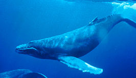 266px-Humpback_Whale_underwater_shot