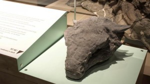 best-bewaarde-fossiel-gepantserde-dinosaurus-zien-in-canadees-museum