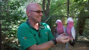 vermiste-roze-kaketoes-terug-in-vogelpark-avifauna