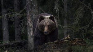 Brown_bear_(Ursus_arctos)_Photo-Per_Harald_Olsen