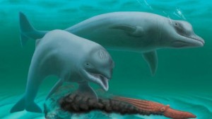 wetenschappers-onthullen-uitgestorven-mini-dolfijn-zonder-tanden