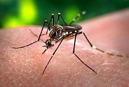 266px-Aedes_aegypti_CDC-Gathany