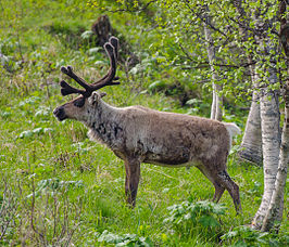 Reindeer_in_Ljungdalen_2012_02