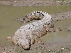 250px-SaltwaterCrocodile('Maximo')