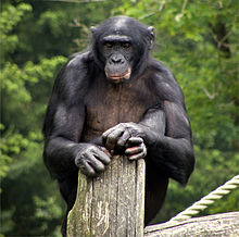 220px-Apeldoorn_Apenheul_zoo_Bonobo