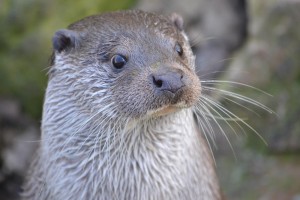 Ottersnuitcloseup-300x200