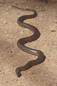 220px-Eastern_Brown_Snake_-_Kempsey_NSW