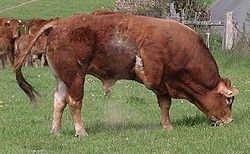 250px-Limousin_bull
