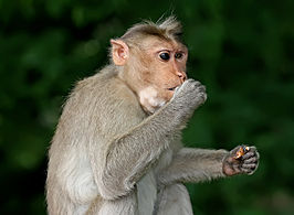 Monkey_eating