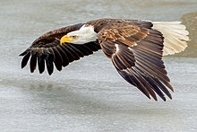 220px-Bald_Eagle_flying_over_ice_(Southern_Ontario,_Canada)