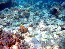 220px-Moofushi_bleached_corals