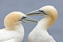 220px-Two_Gannets_edit_2
