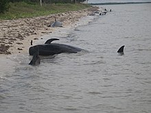 220px-120413_a_number_of_beached_whales_on_highland_beach_(11238503425)