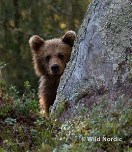 Björnskådning_Wild_Nordic_q7f6074