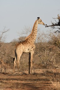 Giraffeklaserie