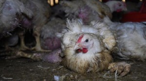 activisten-filmen-dieronterende-omstandigheden-belgische-kippen