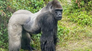 apenheul-heeft-nieuwe-gorillaleider