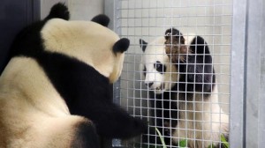 reuzenpandas-ouwehands-hebben-eerst-contact
