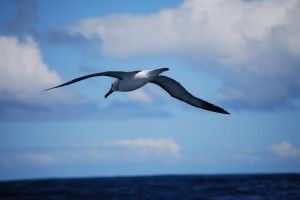 albatrosinvlucht