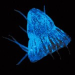 bioluminescent-creatures-explained-jellyfish-glowin_20011_600x450