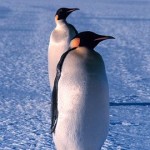 270px-Emperor_penguin