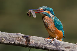 Kingfisher_eating_a_tadpole