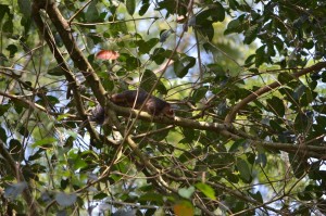 Africantreesquirrel