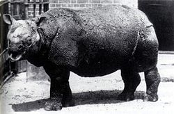 Rhinoceros_sondaicus_in_London_Zoo