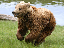 Brown_bear_(Ursus_arctos_arctos)_running