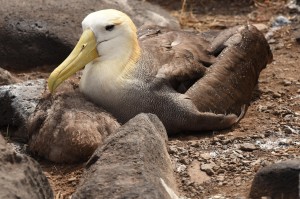Albatrosmetkuiken