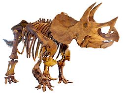 LA-Triceratops_mount-2