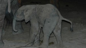 geboren-afrikaanse-olifant-in-safaripark-beekse-bergen-eerste-in-benelux