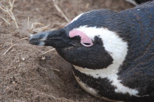 Pinguinsimonstown