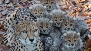 zes-cheeta-welpen-burgers-zoo-buiten