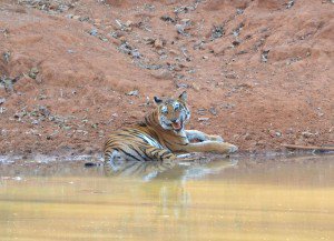 Tijgerinbandhavgarh2-300x217