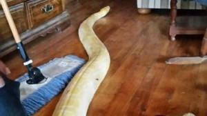 vermiste-python-in-alaska-keert-twee-weken-terug-huis