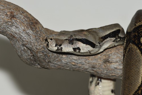 Boaconstrictor