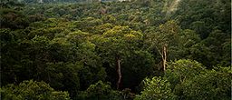 256px-Amazon_Manaus_forest