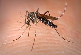 266px-Aedes_Albopictus