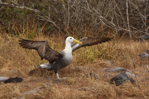 albatrosmetgespreidevleugels-300x200