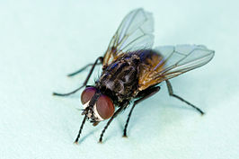 266px-Common_house_fly,_Musca_domestica