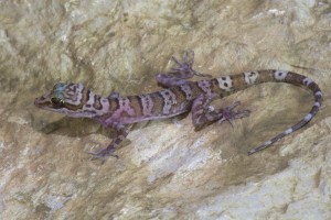 Bent-toed-gecko-2-768x512