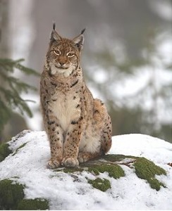 Lynx_lynx_2_(Martin_Mecnarowski)