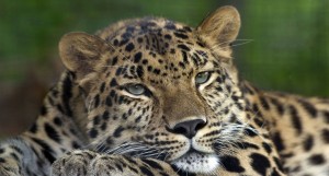 Amur_Leopard_Pittsburgh_Zoo