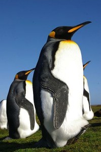 266px-Falkland_Islands_Penguins_35